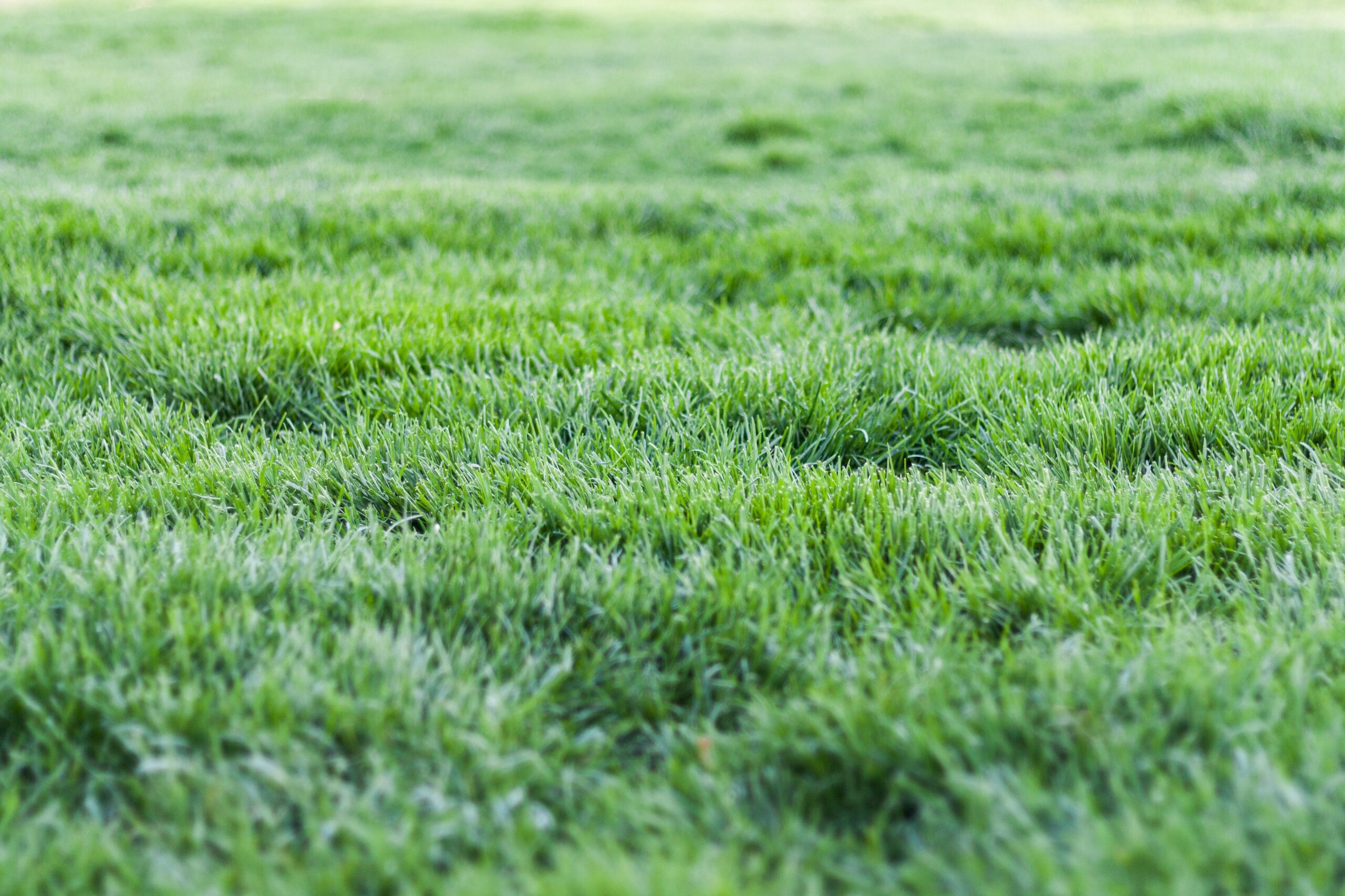The Benefits of Seasonal Lawn Makeovers